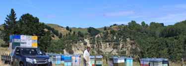beehives in a field