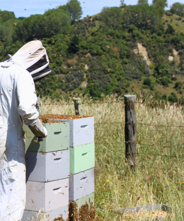 beekeeper opening beehive